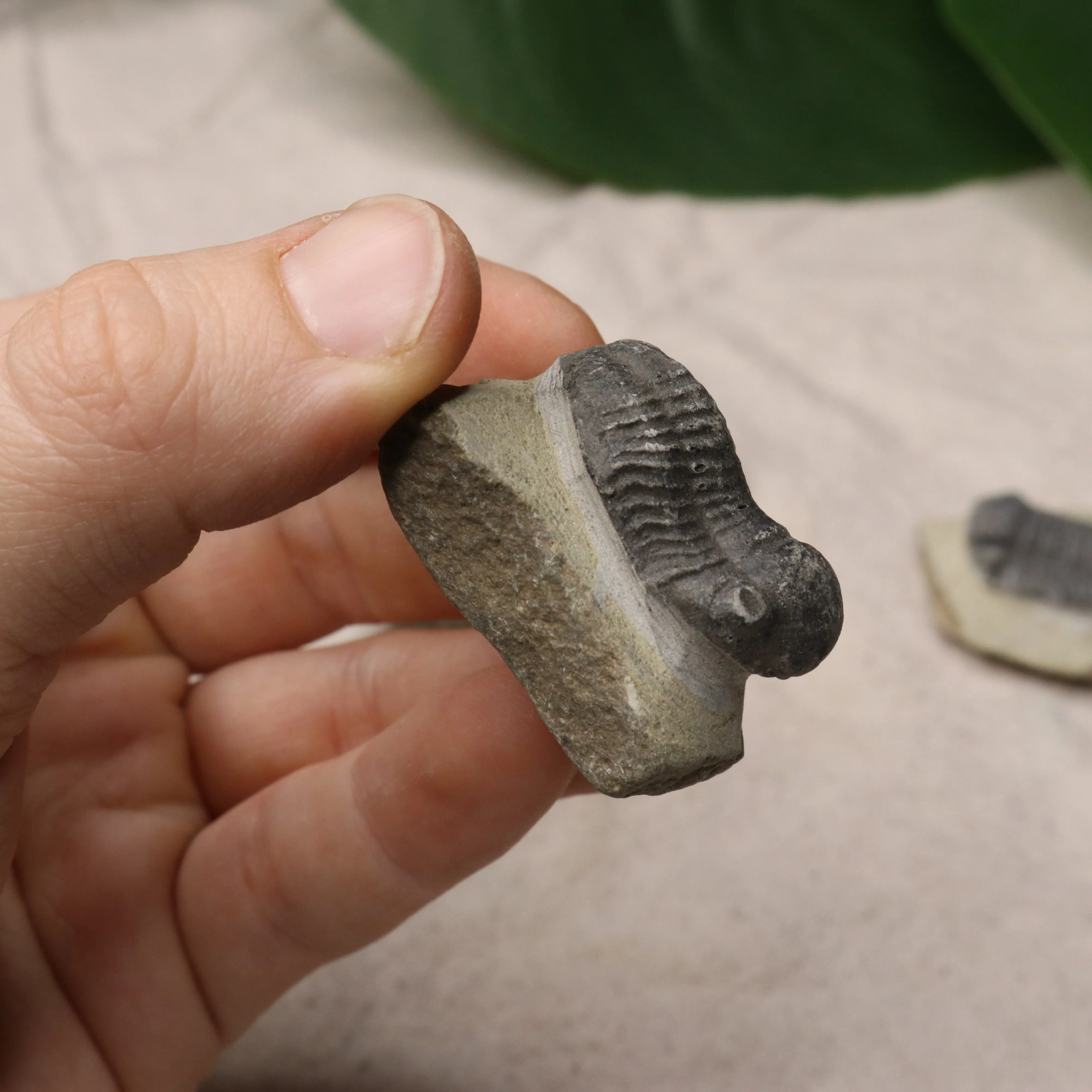 Small Moroccan Trilobite Fossil~ Phacops rana Specimens