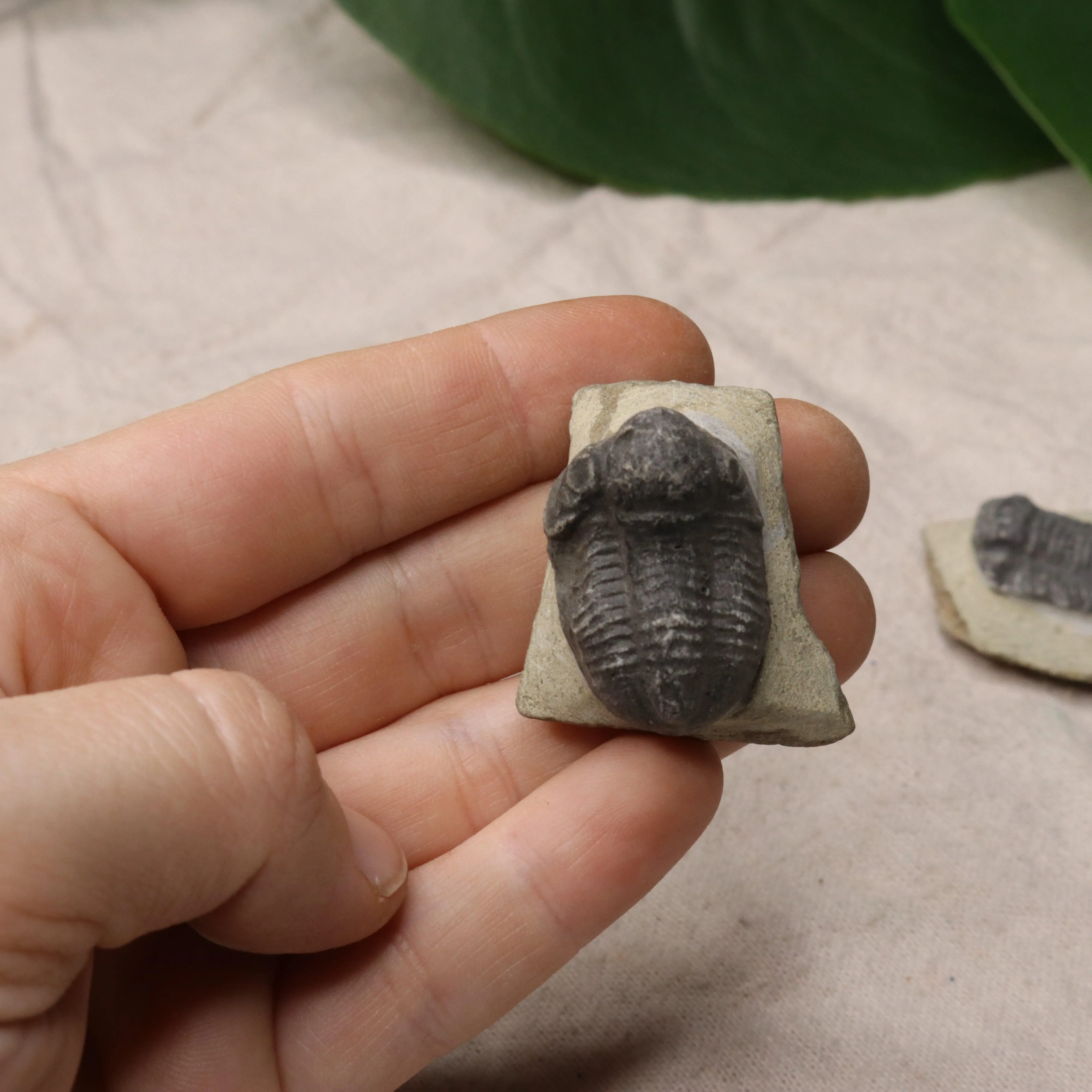 Small Moroccan Trilobite Fossil~ Phacops rana Specimens