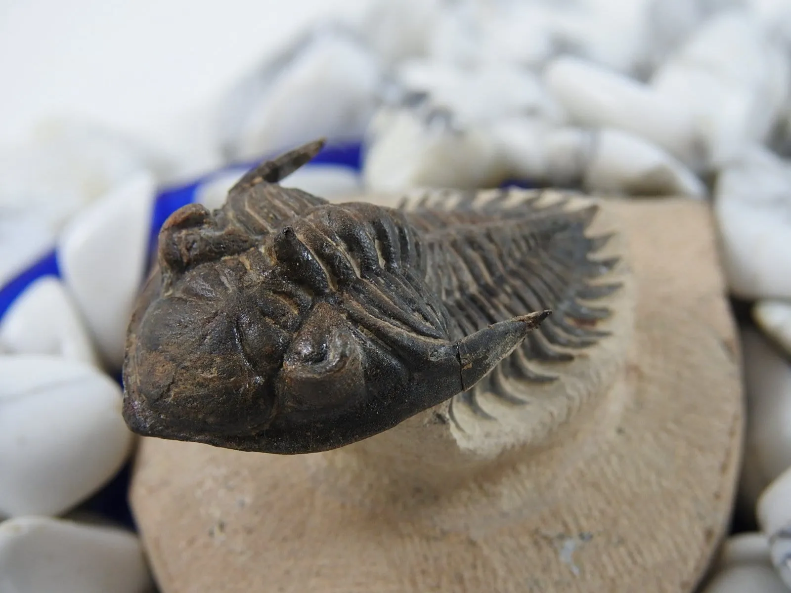 Trilobite Arthropod Complete Fossil