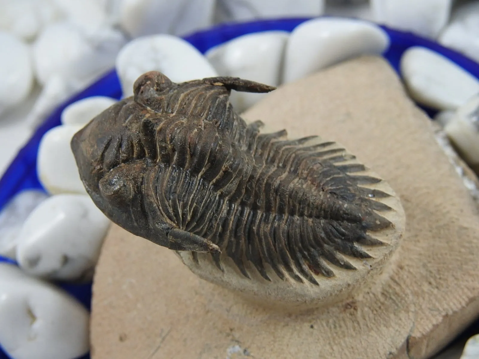 Trilobite Arthropod Complete Fossil