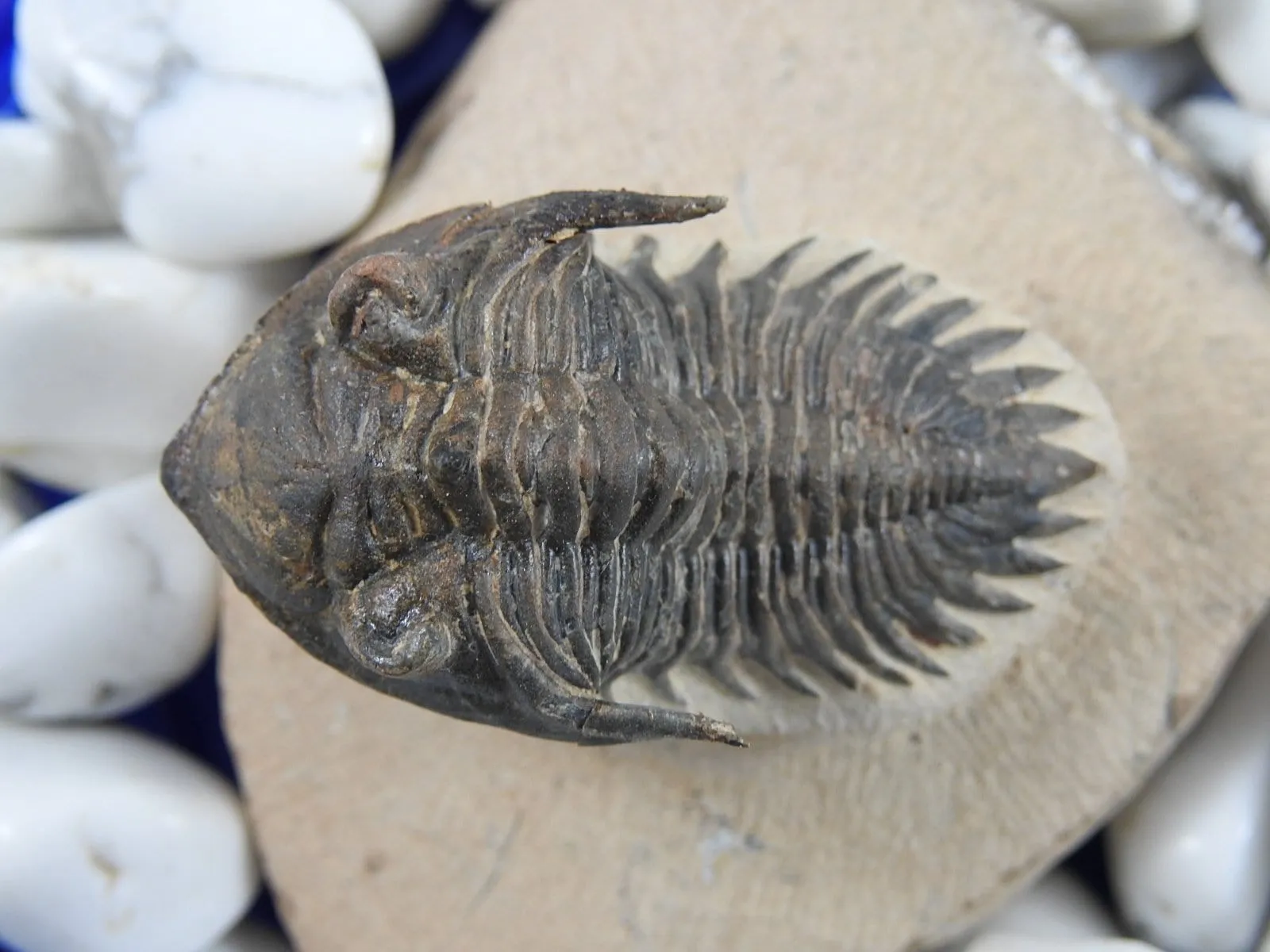 Trilobite Arthropod Complete Fossil