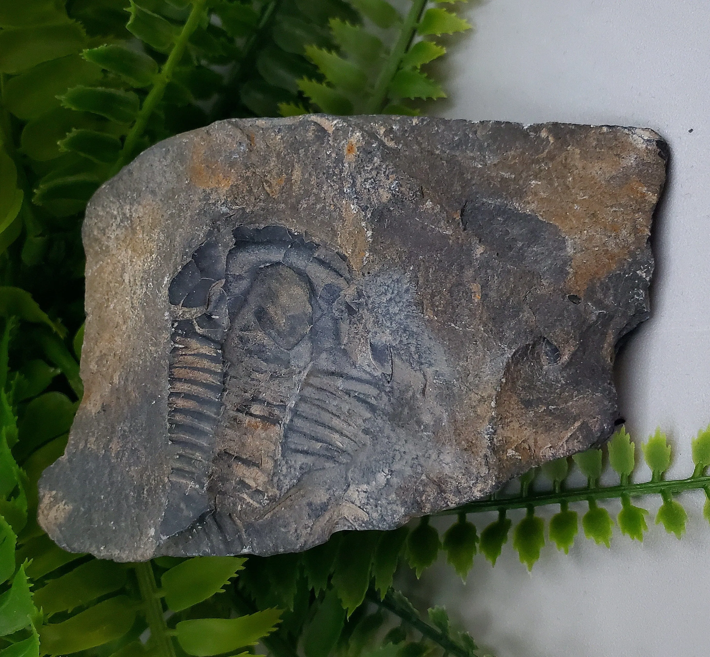 Trilobite Fossil