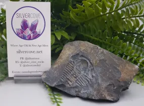 Trilobite Fossil