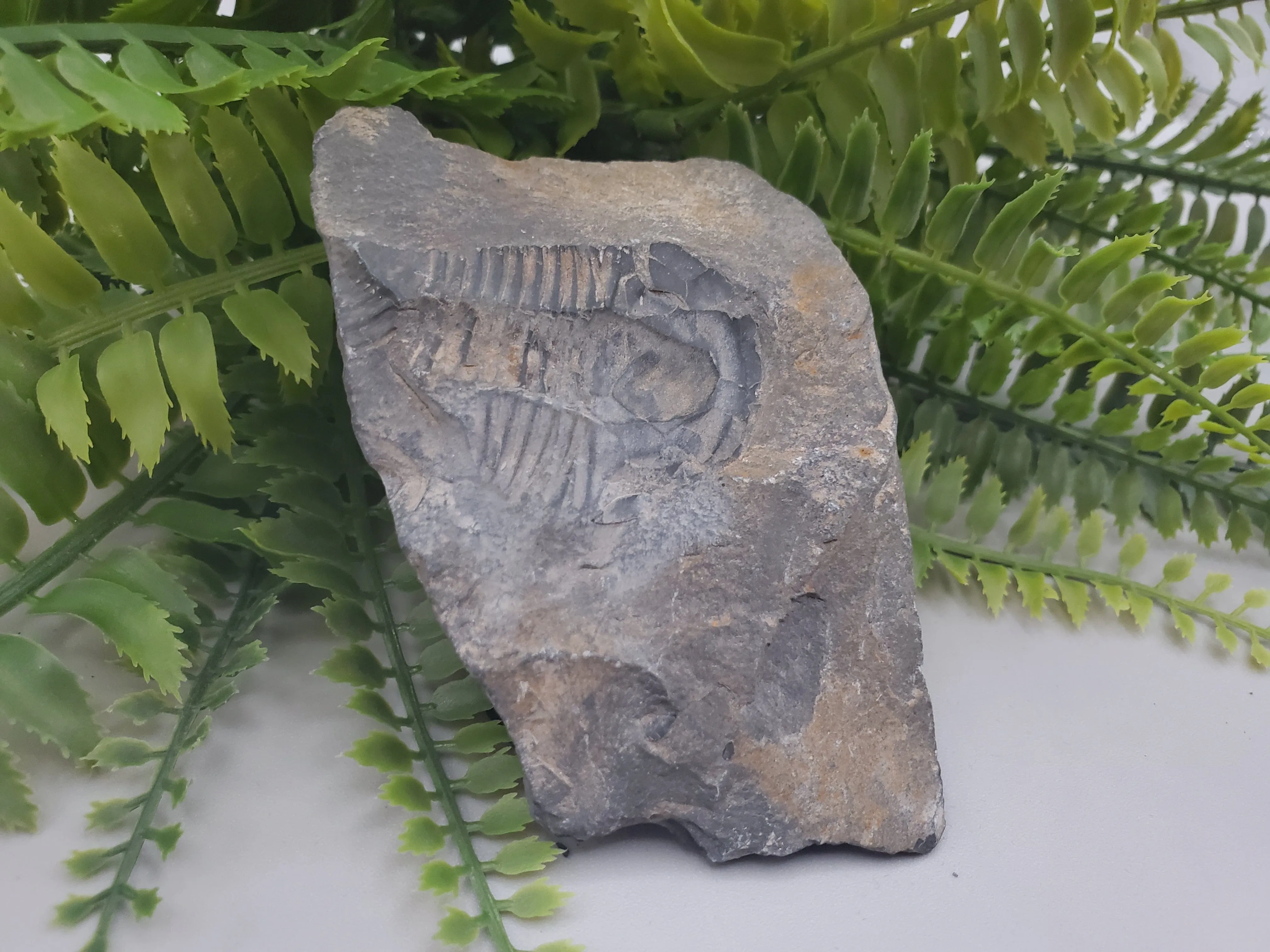 Trilobite Fossil