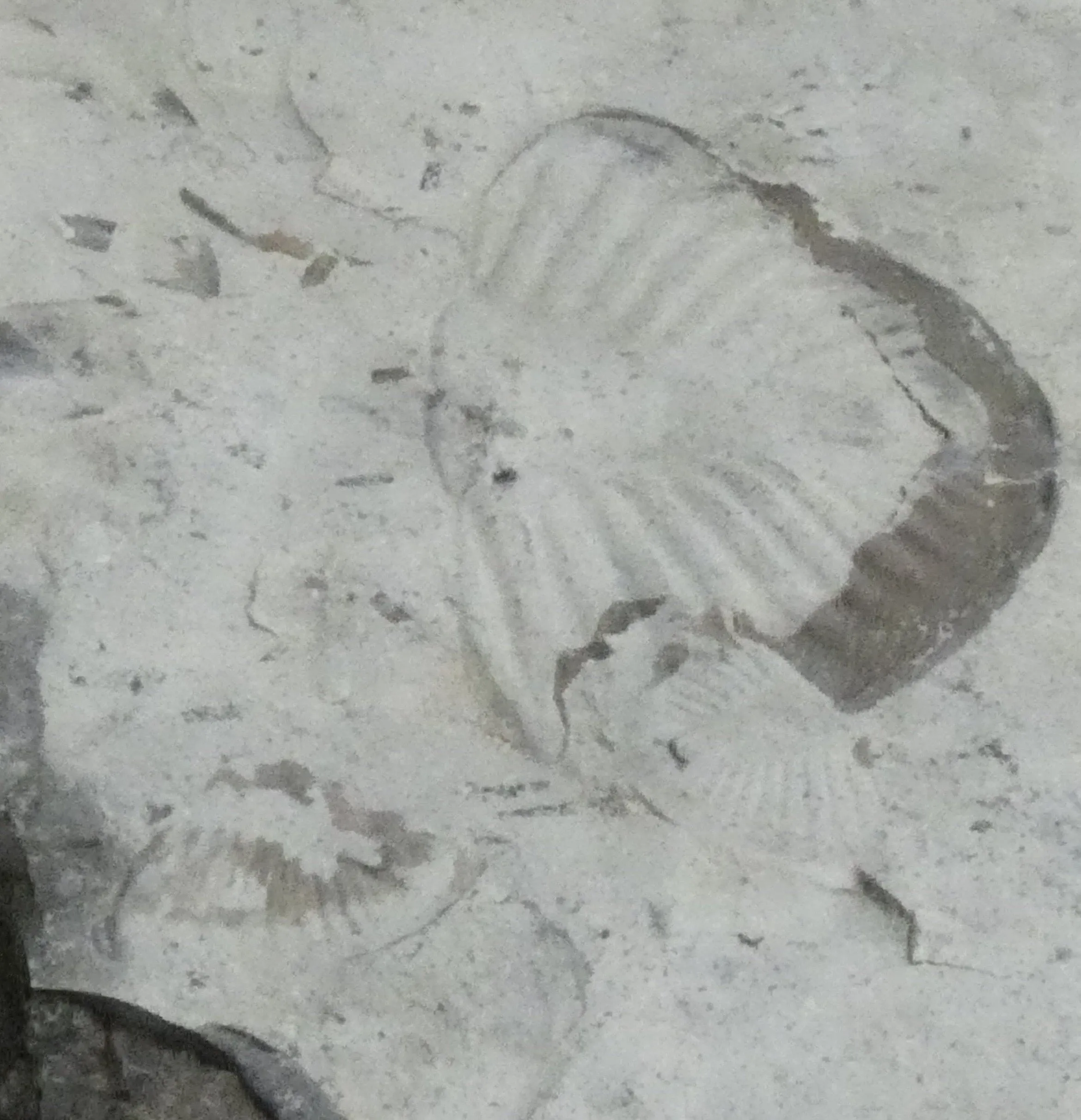 Trilobite Trace Fossil