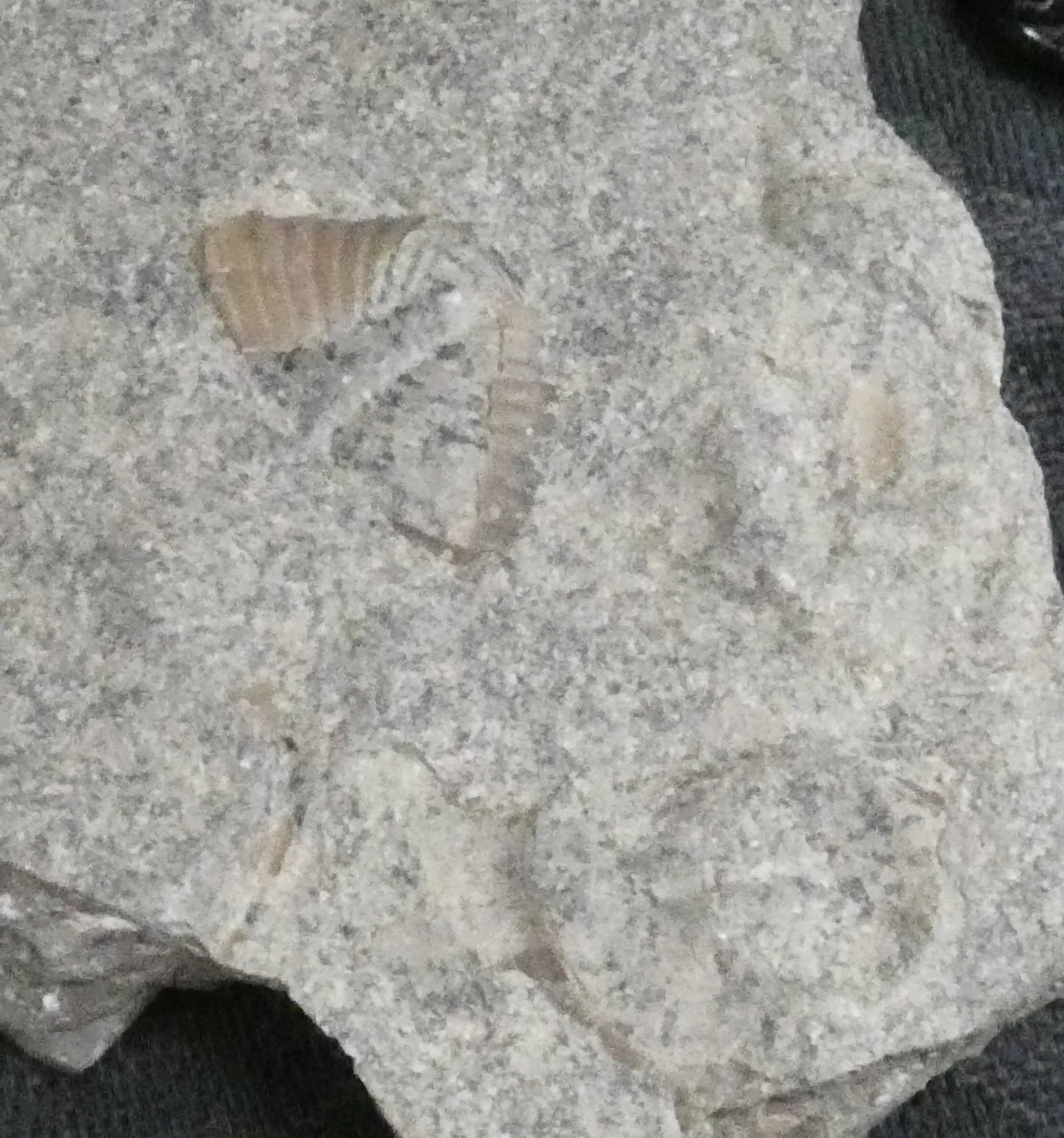 Trilobite Trace Fossil