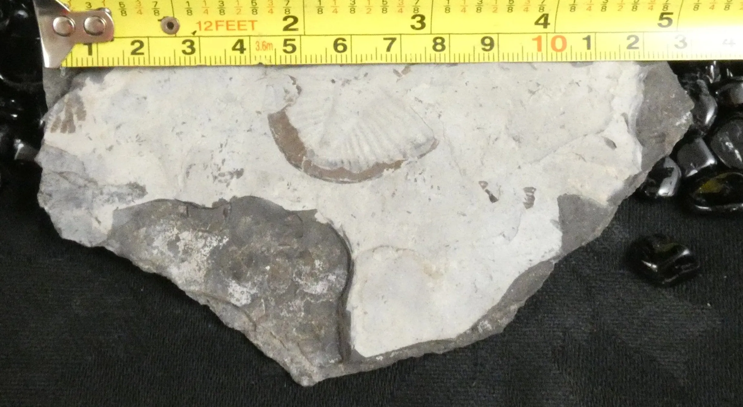 Trilobite Trace Fossil